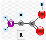 氨基酸，是含有碱性氨基和酸性羧基的有机化合物，化学式是RCHNH2COOH。羧酸碳原子上的氢原子被氨基取代后形成的化合物。氨基酸分子中含有氨基和羧基两种官能团。与羟基酸类似，氨基酸可按照氨基连在碳链上的不同位置而分为α-，β-，γ-...w-氨基酸，但经蛋白质水解后得到的氨基酸都是α-氨基酸，而且仅有二十几种，它们是构成蛋白质的基本单位。 [1]  氨基酸是构成动物营养所需蛋白质的基本物质。