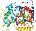 酶（enzyme）是由活细胞产生的、对其底物具有高度特异性和高度催化效能的蛋白质或RNA。酶的催化作用有赖于酶分子的一级结构及空间结构的完整。若酶分子变性或亚基解聚均可导致酶活性丧失。 [1]  酶属生物大分子，分子质量至少在1万以上，大的可达百万。